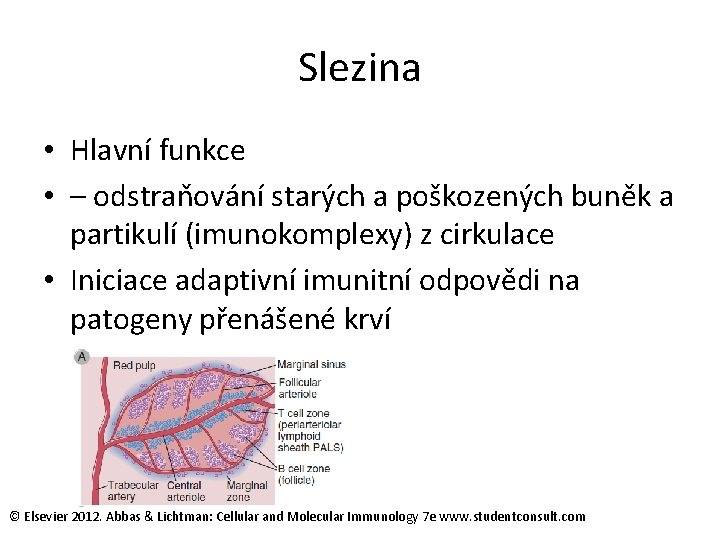 Slezina • Hlavní funkce • – odstraňování starých a poškozených buněk a partikulí (imunokomplexy)