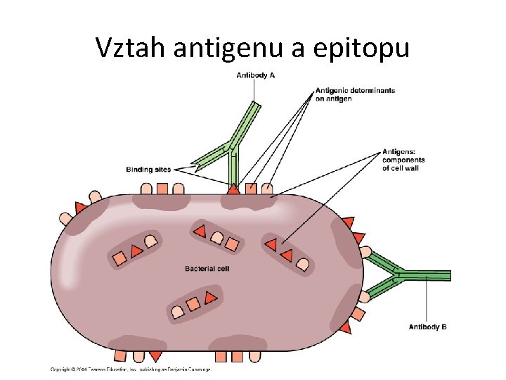 Vztah antigenu a epitopu Vztah antigenu a epitopu