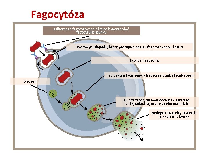 Fagocytóza Adherence fagocytované čáetice k membráně fagocytující buňky Tvorba psudopodií, které postupně obalují fagocytovanou Fagocytóza Adherence fagocytované čáetice k membráně fagocytující buňky Tvorba psudopodií, které postupně obalují fagocytovanou
