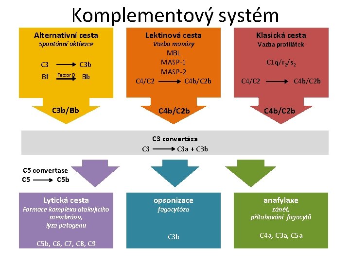 Komplementový systém Alternativní cesta Spontánní aktivace C 3 b Bf Factor D Bb C