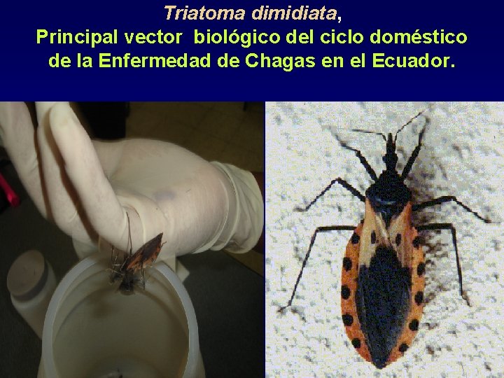 Triatoma dimidiata, Principal vector biológico del ciclo doméstico de la Enfermedad de Chagas en