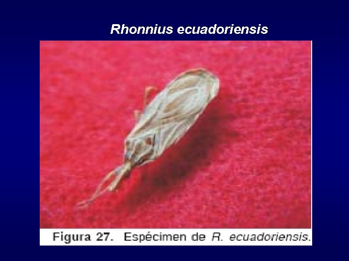 Rhonnius ecuadoriensis 