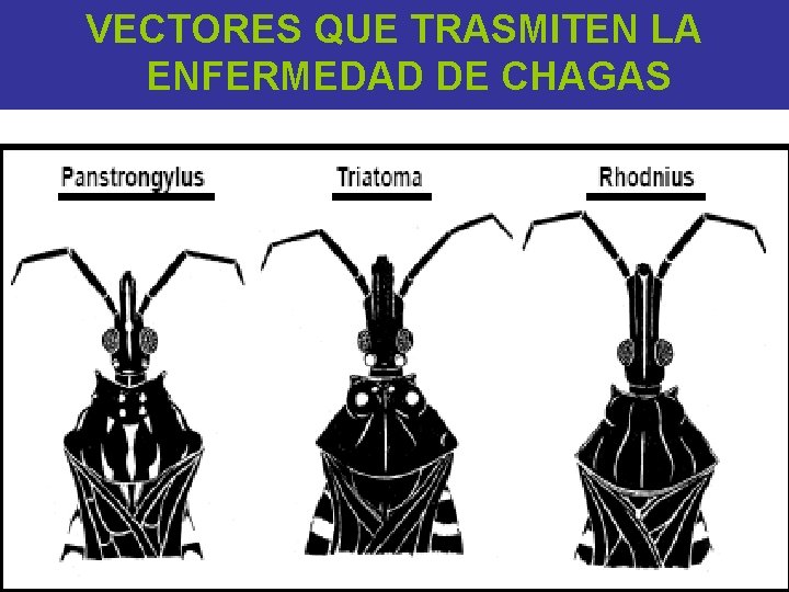 VECTORES QUE TRASMITEN LA ENFERMEDAD DE CHAGAS 