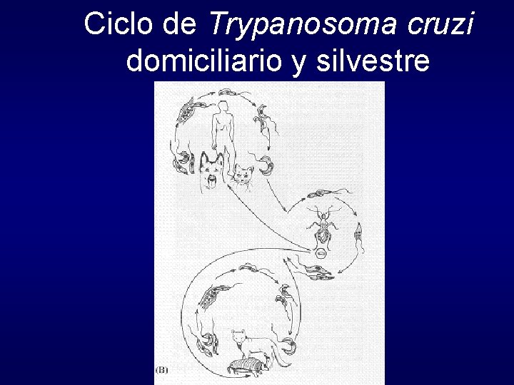Ciclo de Trypanosoma cruzi domiciliario y silvestre 