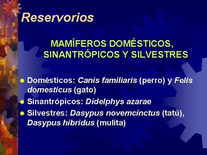 Reservorios MAMÍFEROS DOMÉSTICOS, SINANTRÓPICOS Y SILVESTRES ® Domésticos: Canis familiaris (perro) y Felis domesticus