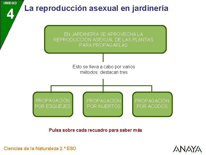 UNIDAD 4 La reproducción asexual en jardinería EN JARDINERÍA SE APROVECHA LA REPRODUCCIÓN ASEXUAL