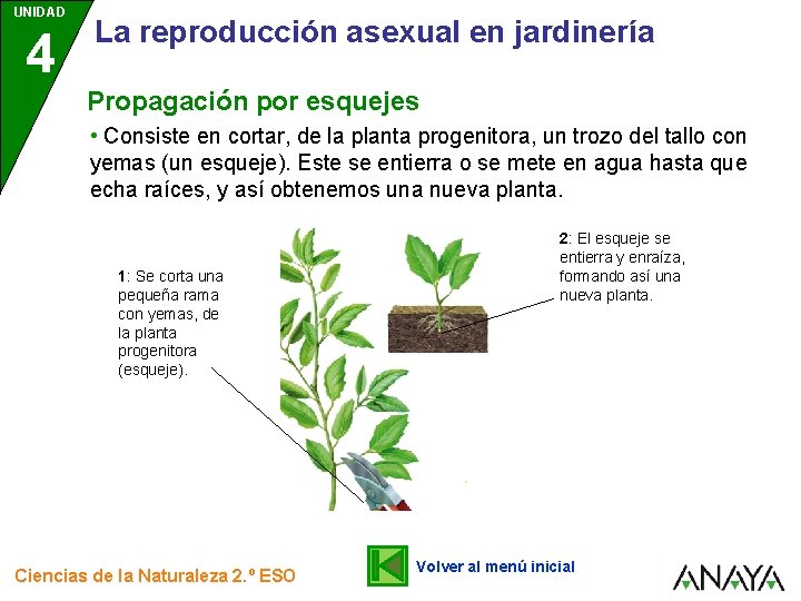 UNIDAD 4 La reproducción asexual en jardinería Propagación por esquejes • Consiste en cortar,