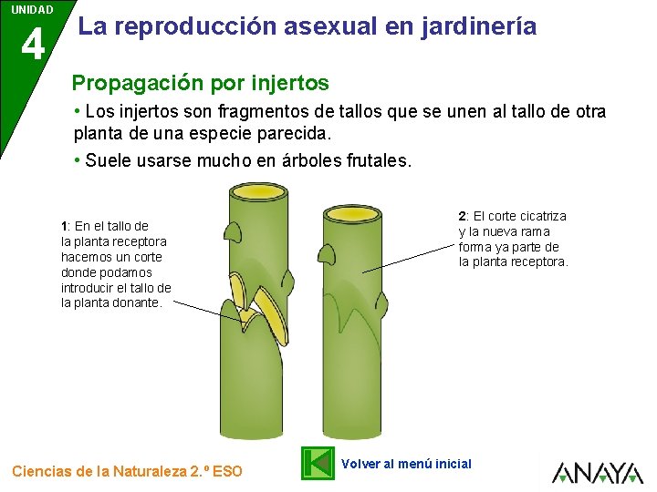 UNIDAD 4 La reproducción asexual en jardinería Propagación por injertos • Los injertos son