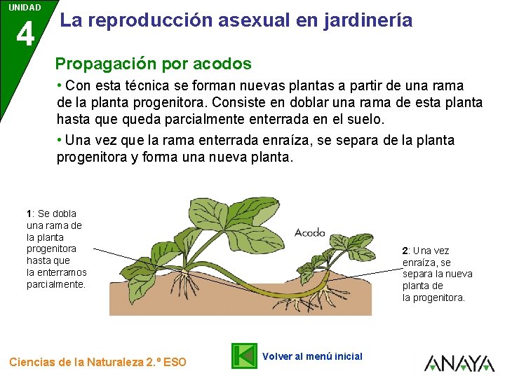 UNIDAD 4 La reproducción asexual en jardinería Propagación por acodos • Con esta técnica