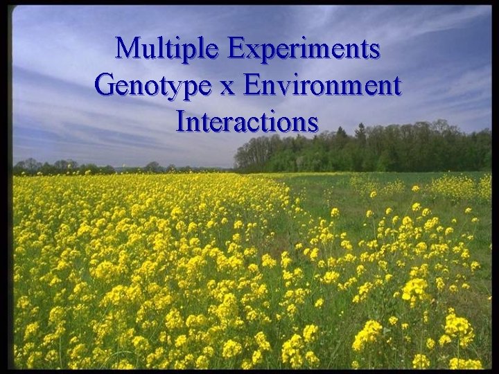 Multiple Experiments Genotype x Environment Interactions 