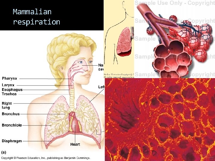 Mammalian respiration 