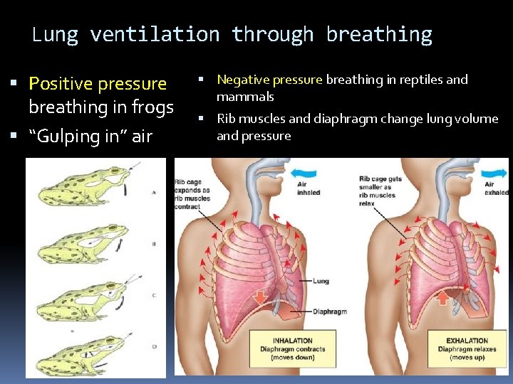 Lung ventilation through breathing Positive pressure breathing in frogs “Gulping in” air Negative pressure