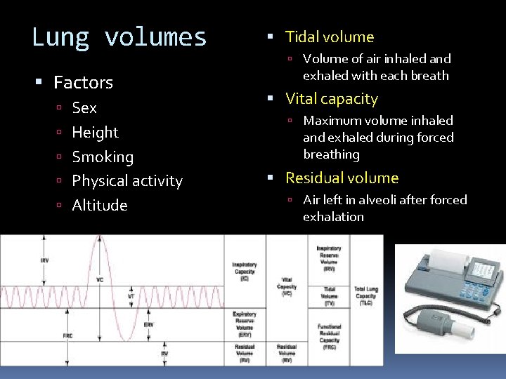 Lung volumes Factors Sex Height Smoking Physical activity Altitude Tidal volume Volume of air