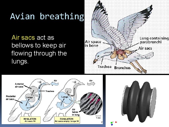 Avian breathing Air sacs act as bellows to keep air flowing through the lungs.