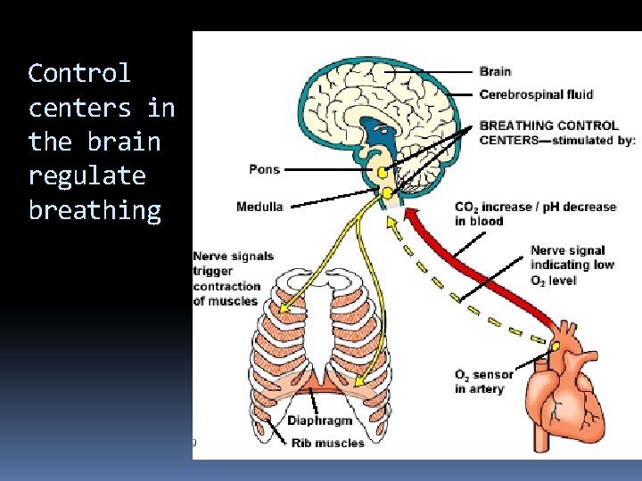 Control centers in the brain regulate breathing 