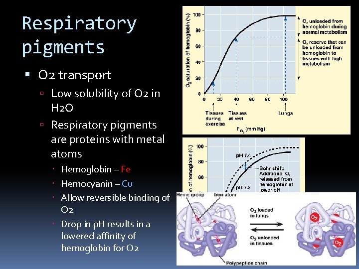 Respiratory pigments O 2 transport Low solubility of O 2 in H 2 O