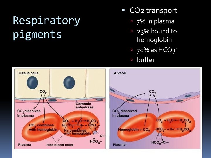 Respiratory pigments CO 2 transport 7% in plasma 23% bound to hemoglobin 70% as