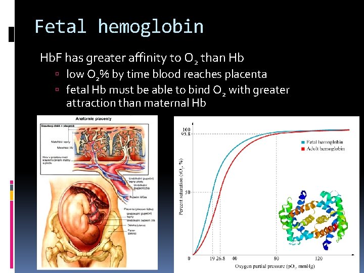 Fetal hemoglobin Hb. F has greater affinity to O 2 than Hb low O