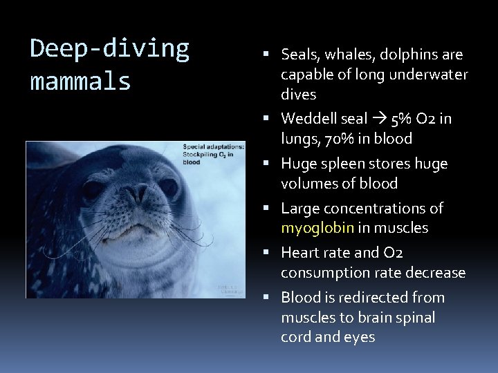 Deep-diving mammals Seals, whales, dolphins are capable of long underwater dives Weddell seal 5%