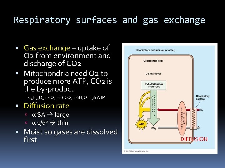 Respiratory surfaces and gas exchange Gas exchange – uptake of O 2 from environment
