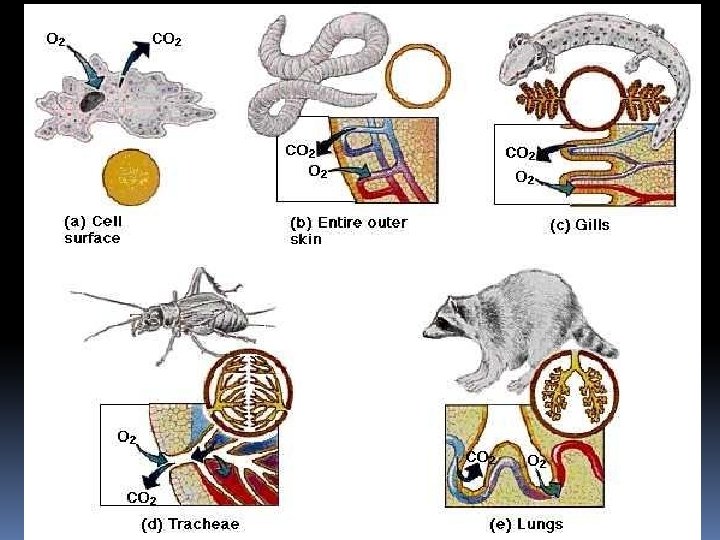 Respiratory surfaces and gas exchange Respiratory surface Size of organism Habitat Metabolic demands Unicellular