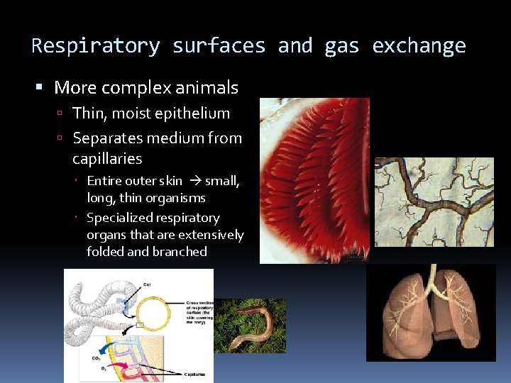 Respiratory surfaces and gas exchange More complex animals Thin, moist epithelium Separates medium from