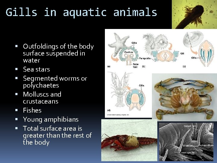 Gills in aquatic animals Outfoldings of the body surface suspended in water Sea stars