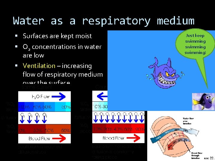 Water as a respiratory medium Surfaces are kept moist O 2 concentrations in water