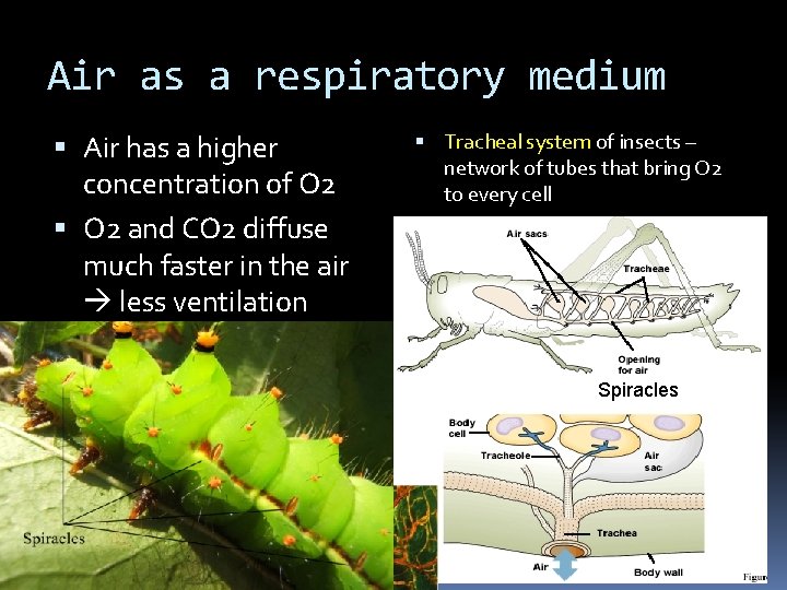 Air as a respiratory medium Air has a higher concentration of O 2 and