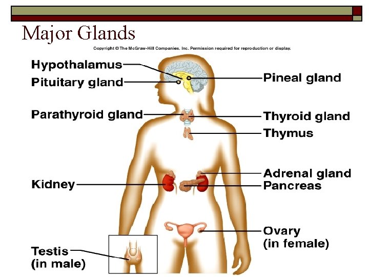Major Glands Major Glands