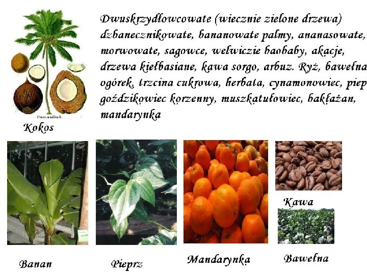  • Dwuskrzydłowcowate (wiecznie zielone drzewa) dzbanecznikowate, bananowate palmy, ananasowate, morwowate, sagowce, welwiczie baobaby,