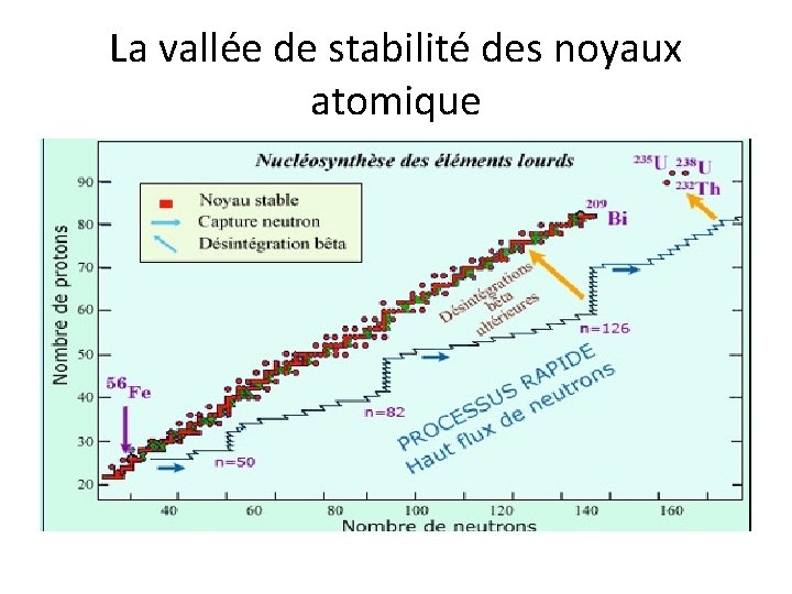 La vallée de stabilité des noyaux atomique 