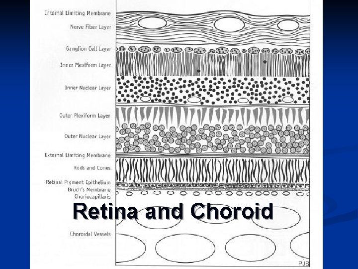 Retina and Choroid 
