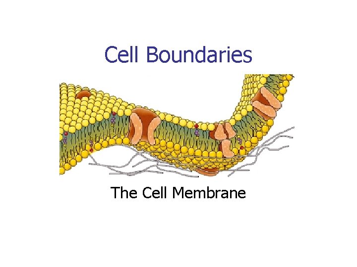 Cell Boundaries The Cell Membrane 