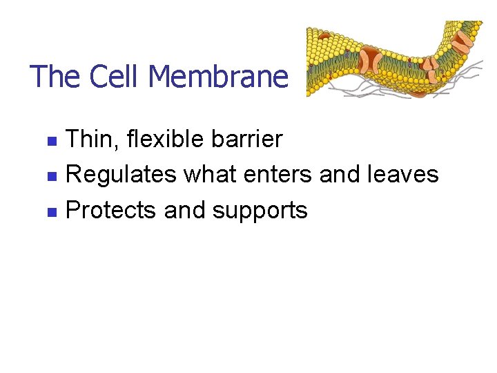 The Cell Membrane Thin, flexible barrier n Regulates what enters and leaves n Protects