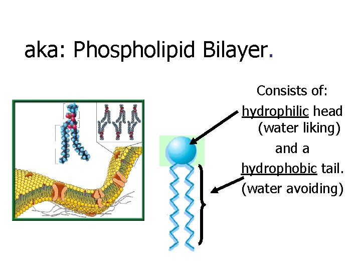 aka: Phospholipid Bilayer. Consists of: hydrophilic head (water liking) and a hydrophobic tail. (water
