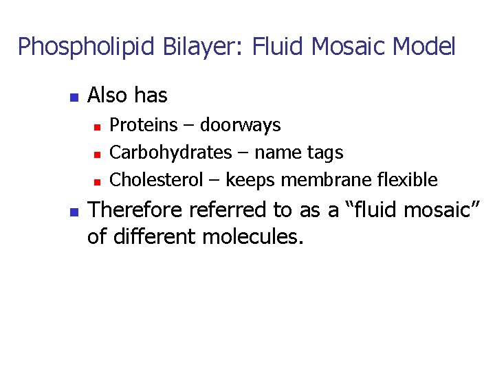 Phospholipid Bilayer: Fluid Mosaic Model n Also has n n Proteins – doorways Carbohydrates