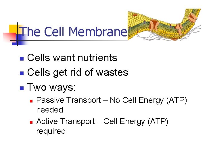 The Cell Membrane Cells want nutrients n Cells get rid of wastes n Two
