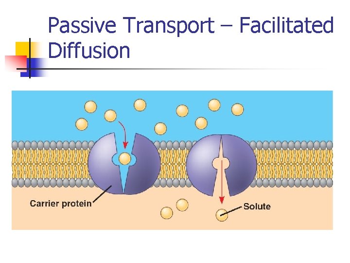 Passive Transport – Facilitated Diffusion 