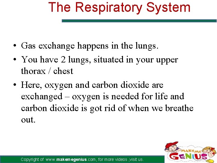 The Respiratory System • Gas exchange happens in the lungs. • You have 2