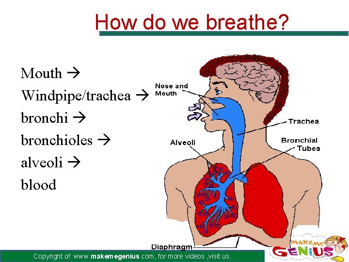 How do we breathe? Mouth Windpipe/trachea bronchioles alveoli blood Copyright of www. makemegenius. com,