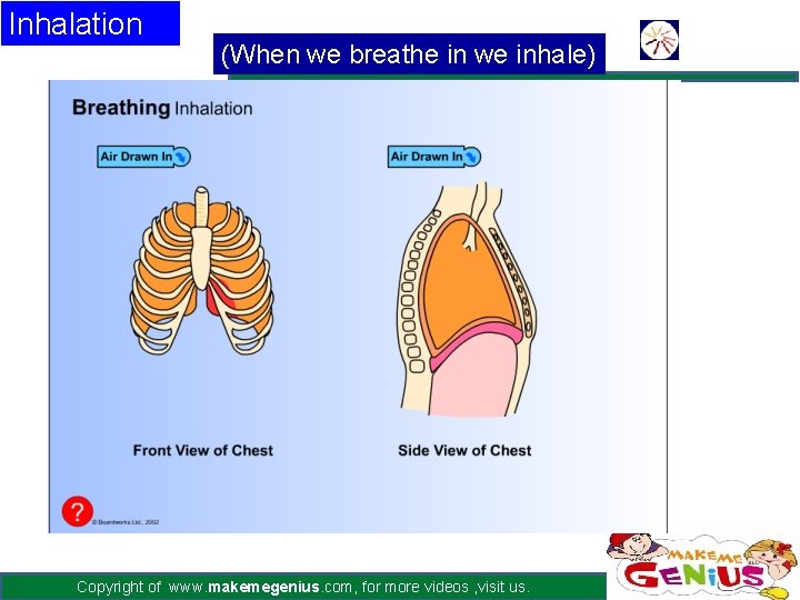 Inhalation (When we breathe in we inhale) Copyright of www. makemegenius. com, for more