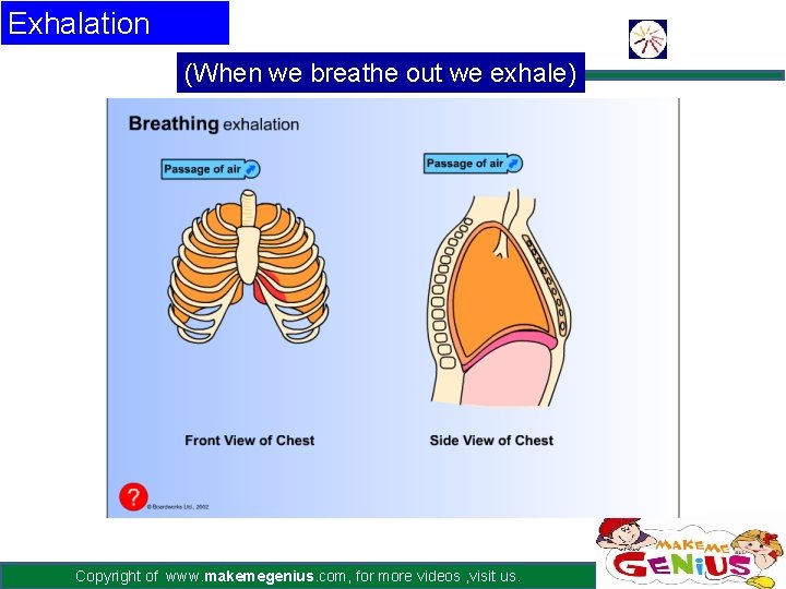 Exhalation (When we breathe out we exhale) Copyright of www. makemegenius. com, for more