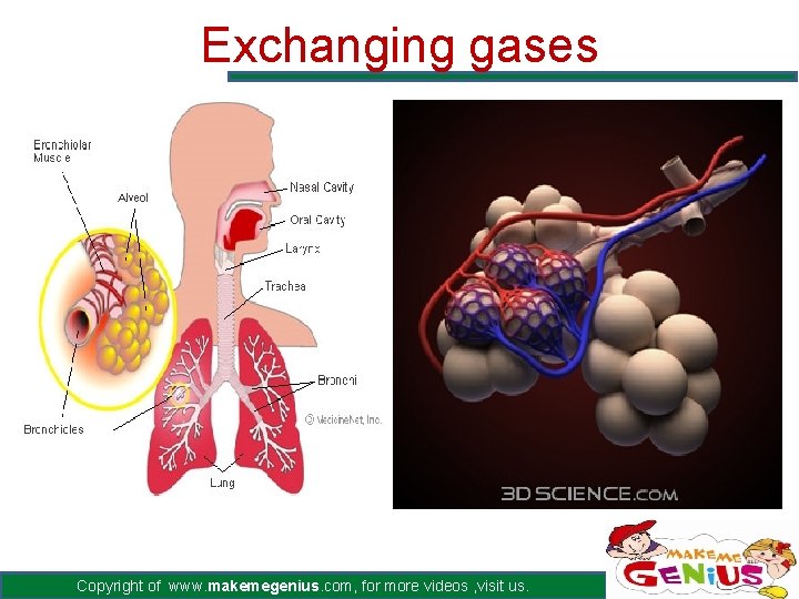 Exchanging gases Copyright of www. makemegenius. com, for more videos , visit us. 