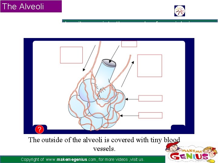 The Alveoli Oxygen makes its way into thousands of special air sacs collectively called