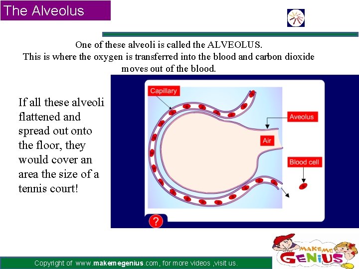 The Alveolus One of these alveoli is called the ALVEOLUS. This is where the