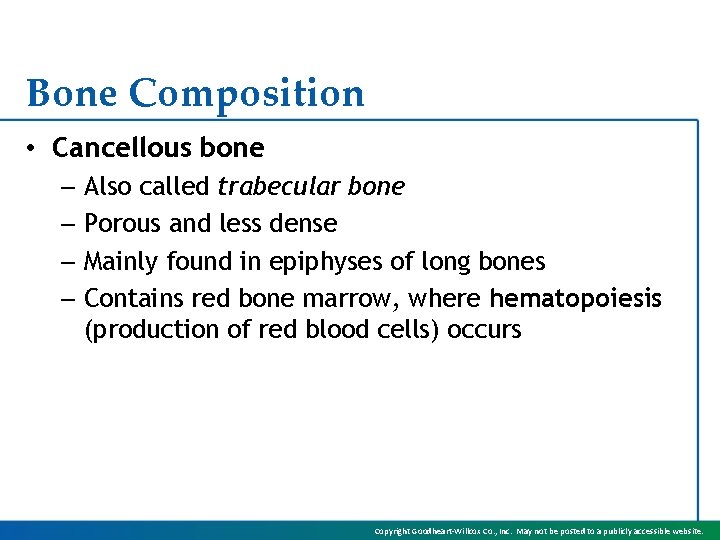 Bone Composition • Cancellous bone – Also called trabecular bone – Porous and less