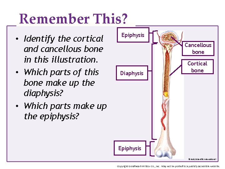 Remember This? • Identify the cortical and cancellous bone in this illustration. • Which