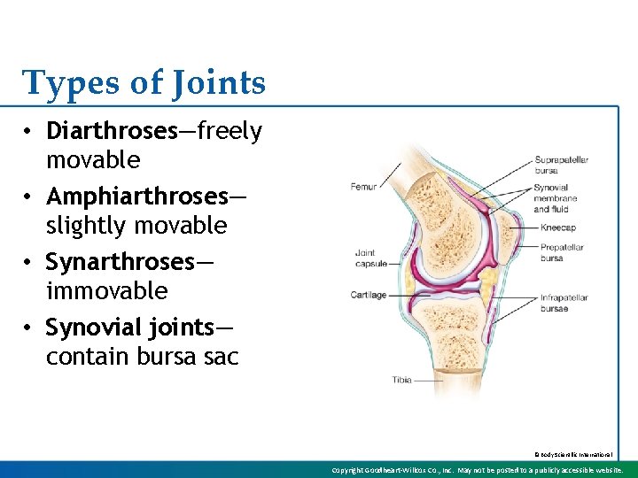 Types of Joints • Diarthroses—freely movable • Amphiarthroses— slightly movable • Synarthroses— immovable •