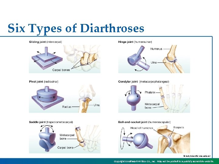 Six Types of Diarthroses © Body Scientific International Copyright Goodheart-Willcox Co. , Inc. May